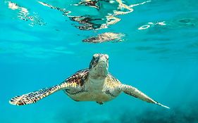 Ambergris Cay - Private Island All-Inclusive